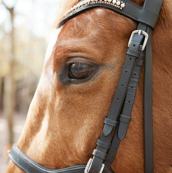 Assurance pour votre cheval : pourquoi c'est important et quelles sont les options ?